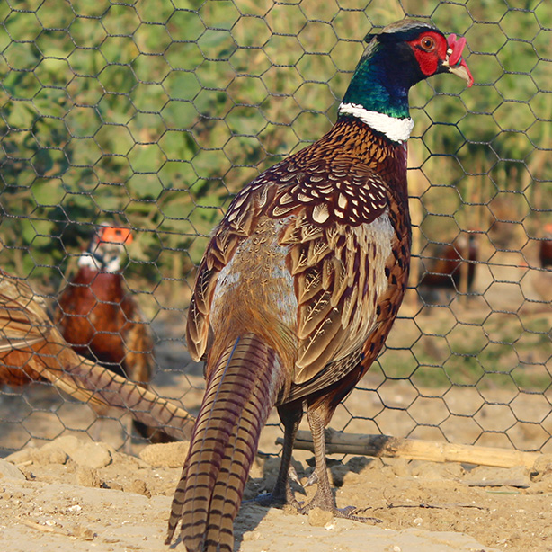 Ringneck Roosters