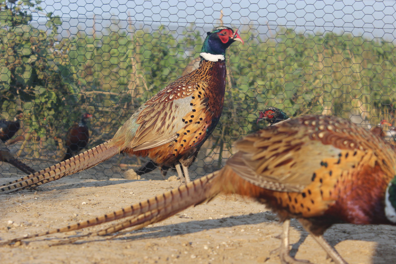 About Us MTM Pheasants