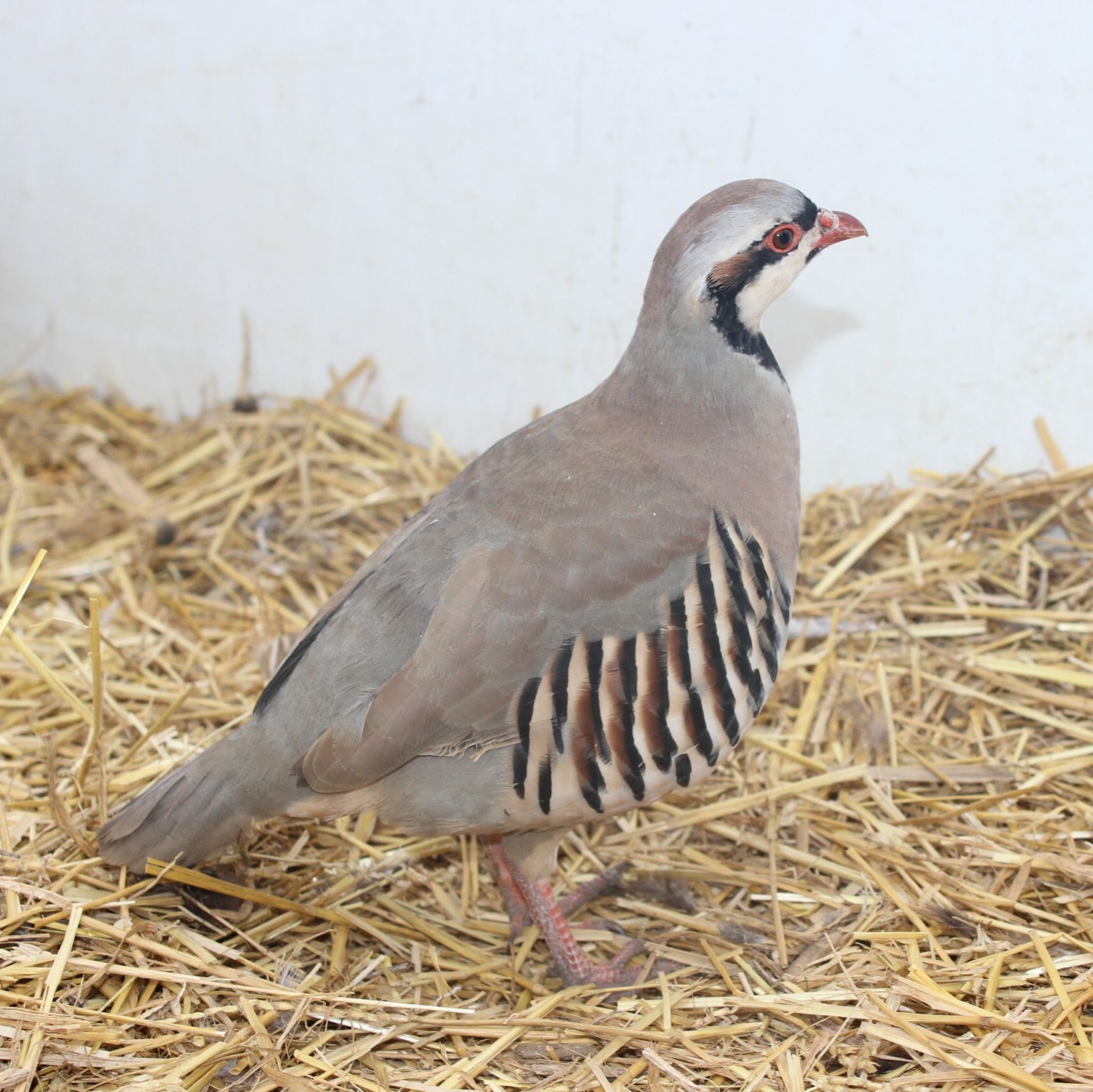 Chukar Partridge